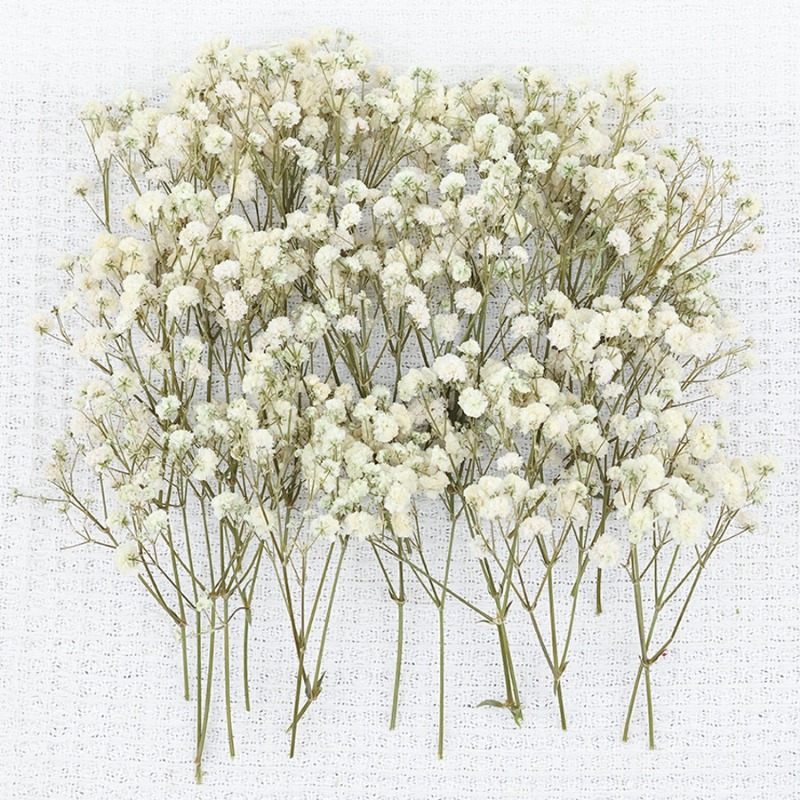 50pcs Natural Dried Gypsophila - огляд і ціна Dried Flower Bulk